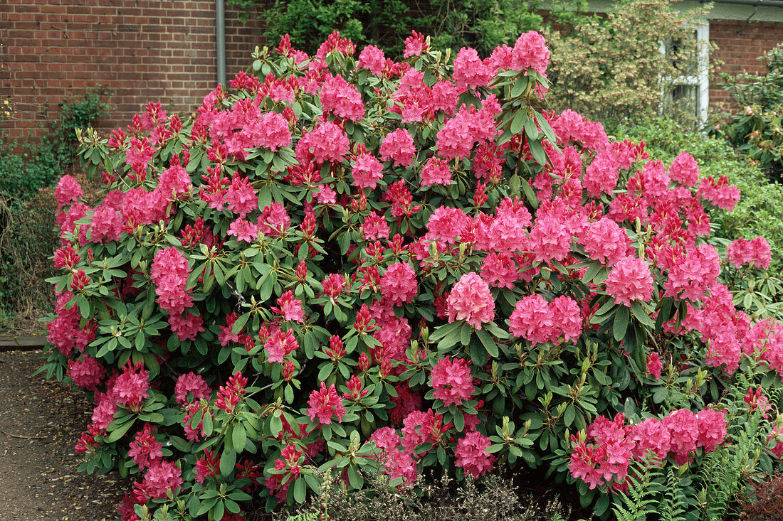 Rhododendron 'Cynthia' flowers