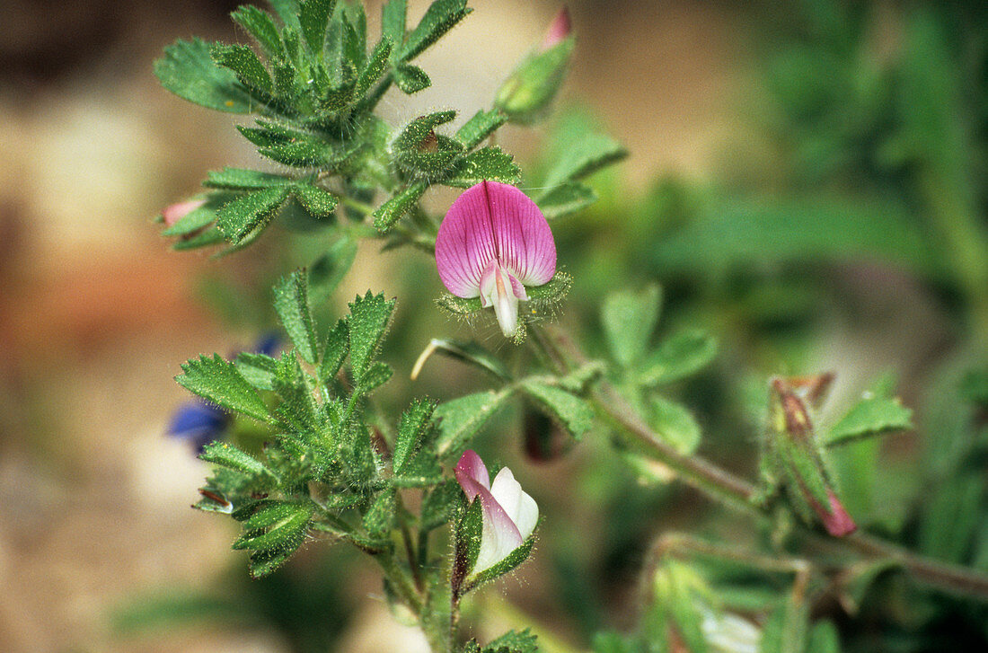 Lesser restharrow flower