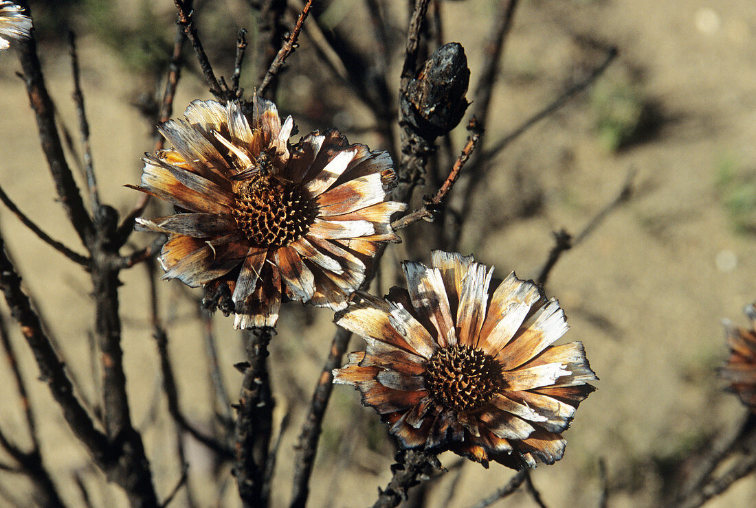 Burnt protea flowers