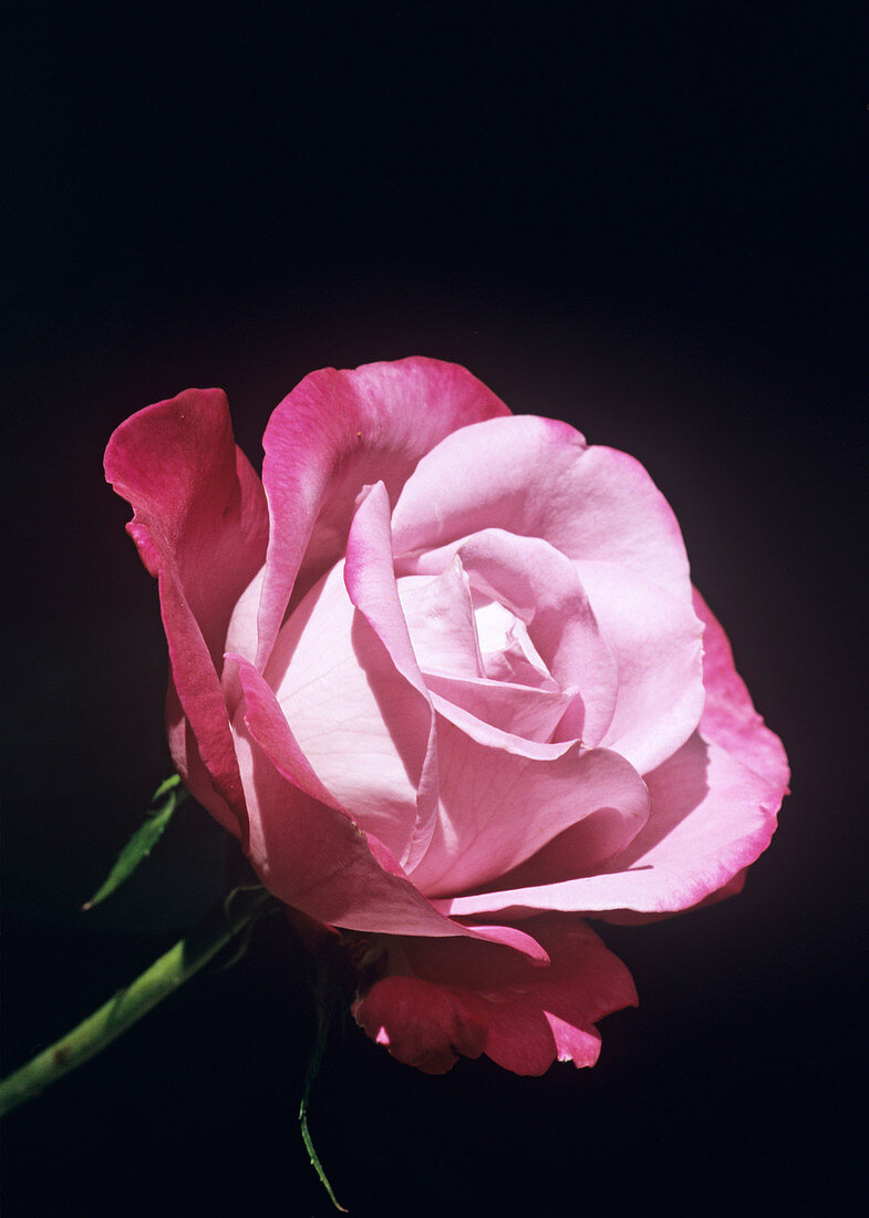 Rose 'Mauve Melody' flower