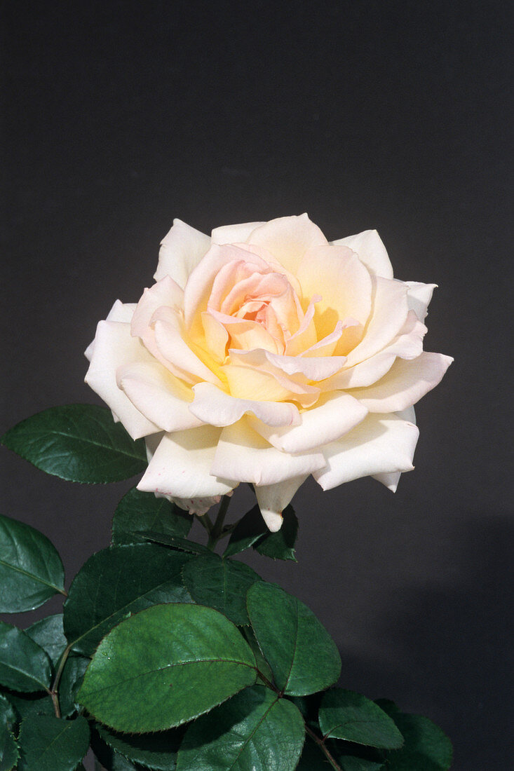 Rose 'Pinctata Aurea' flower