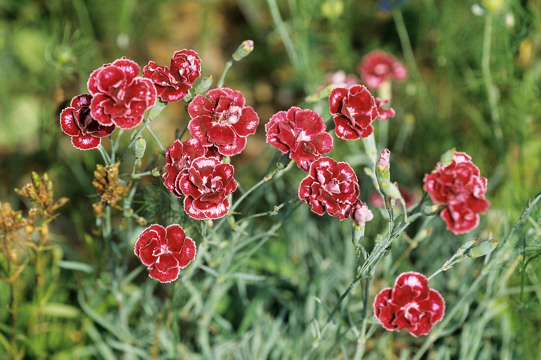 Carnation 'David' flowers