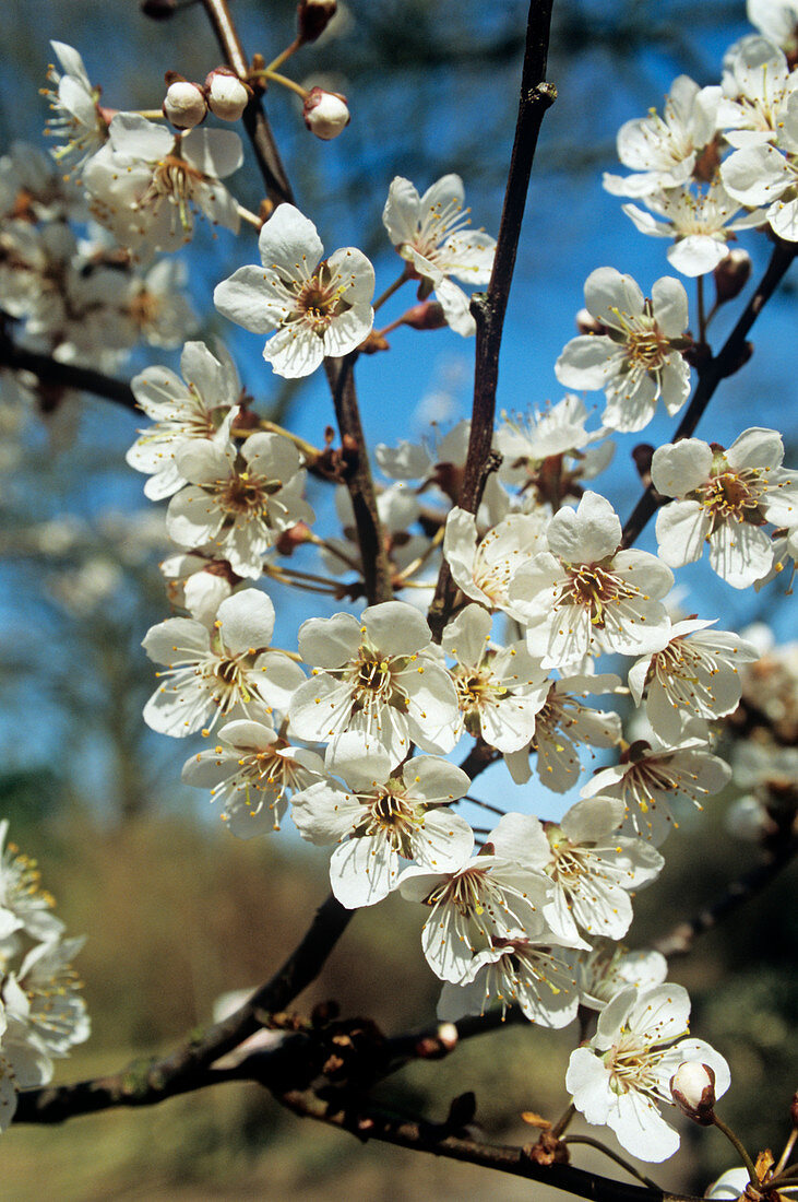 Flowering cherry 'Trailblazer' blossom