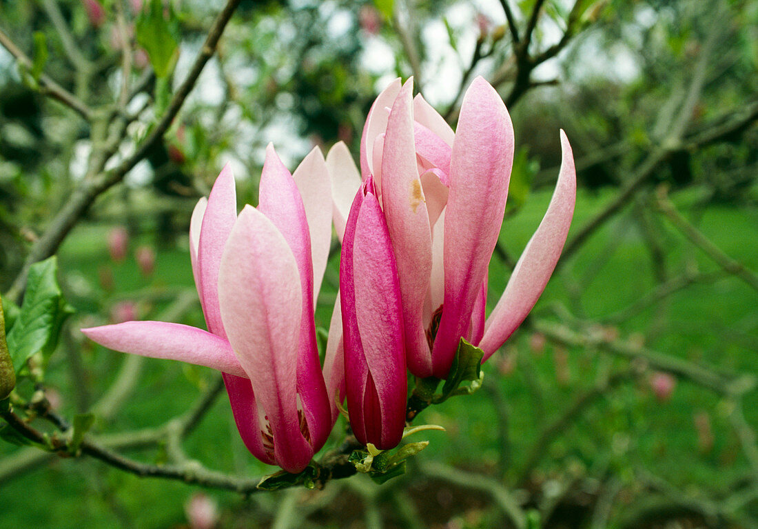 Magnolia 'Royal Star' flowers