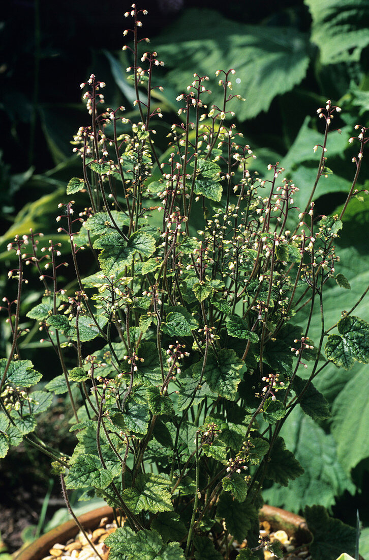 Foamflower (Tiarella 'Filigran')