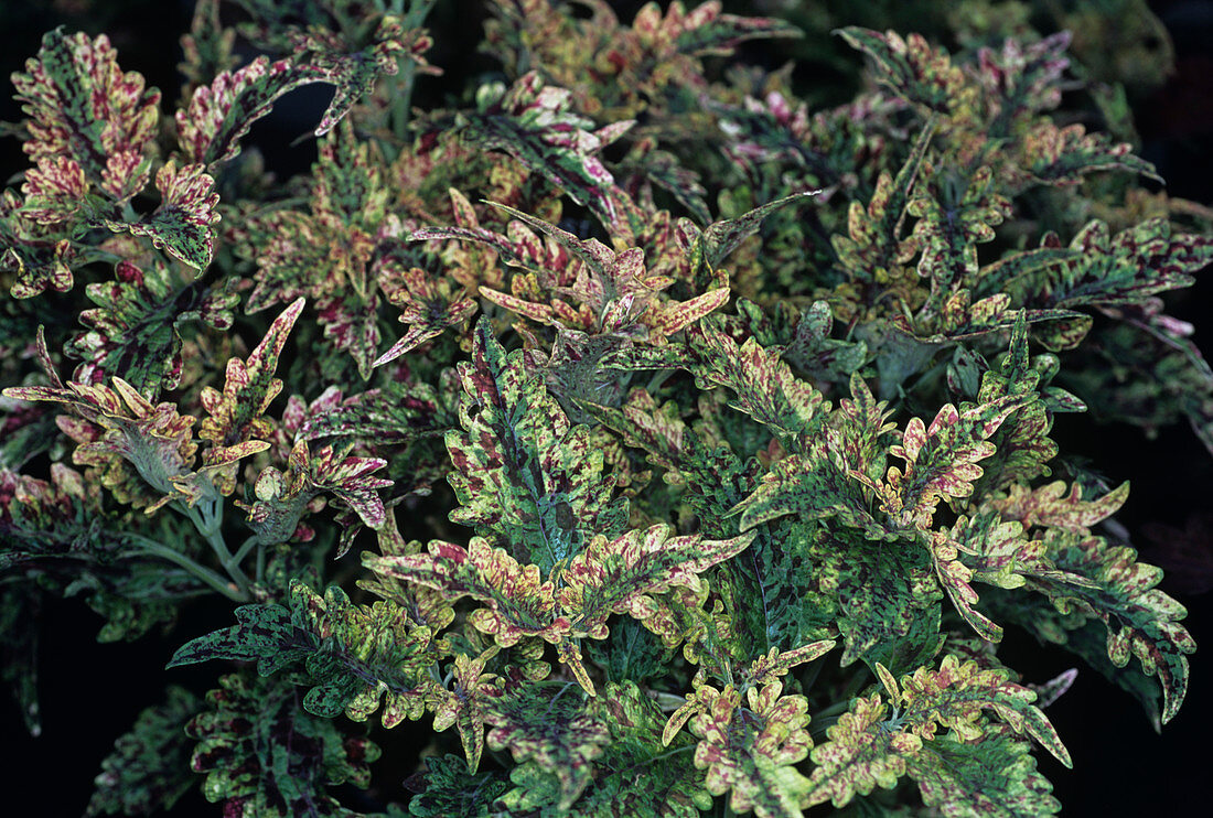 Solenostemon 'Paisley Shawl' foliage