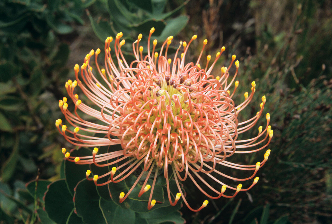 Pincushion flowerhead