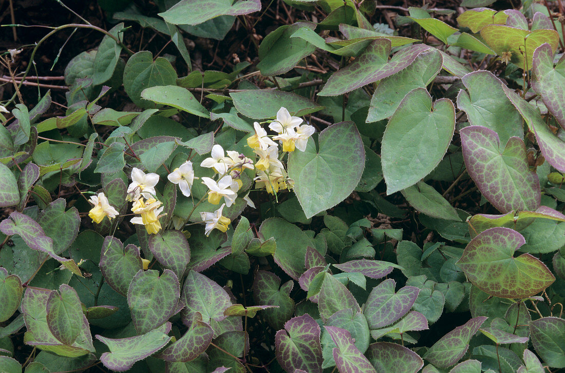 Barrenwort (Epimedium x versicolor)