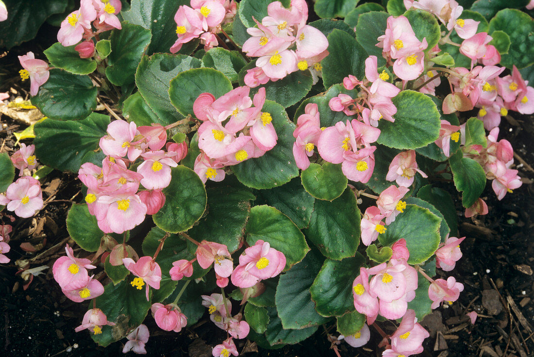Wax begonia flowers (Begonia sp.)
