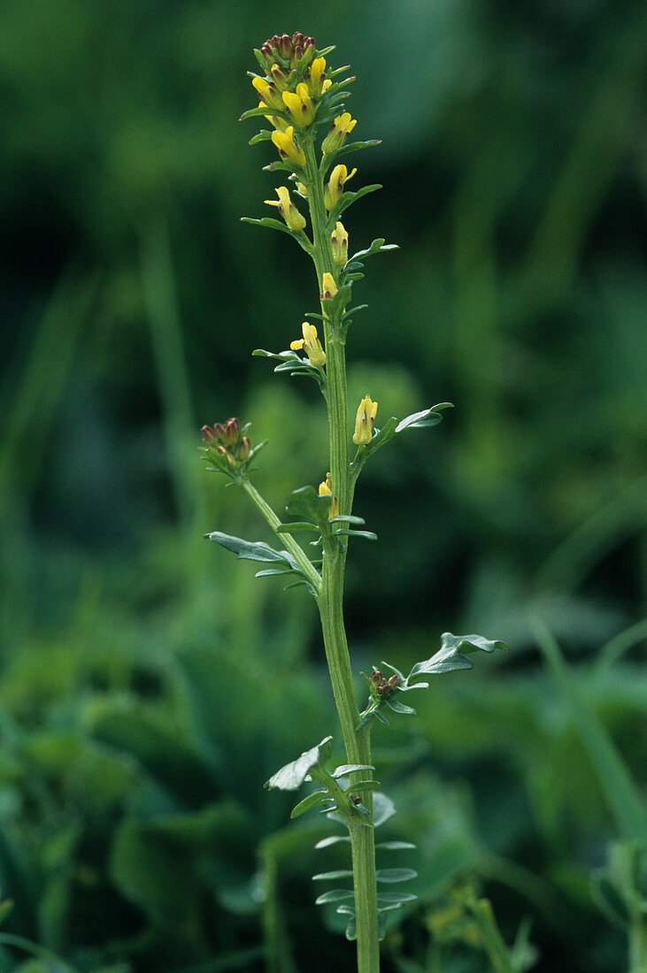 Medium-flowered winter-cress,Barbarea sp