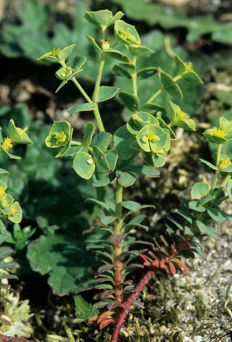 Portland spurge (Euphorbia portlandica)