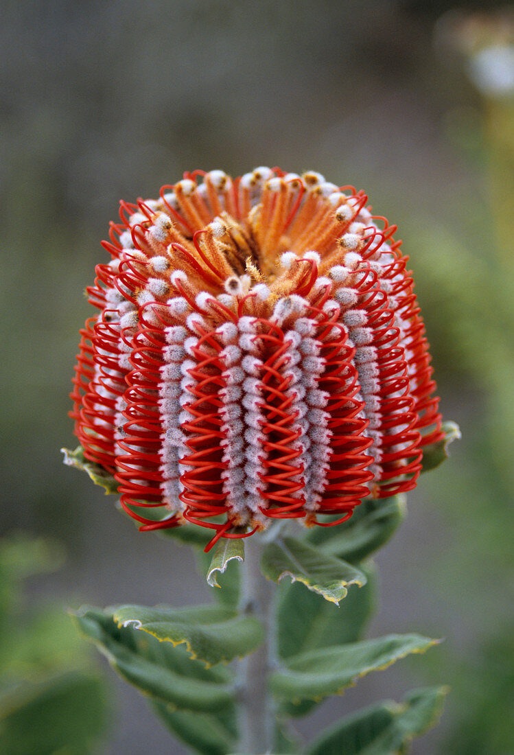 Scarlet Banksia flower head