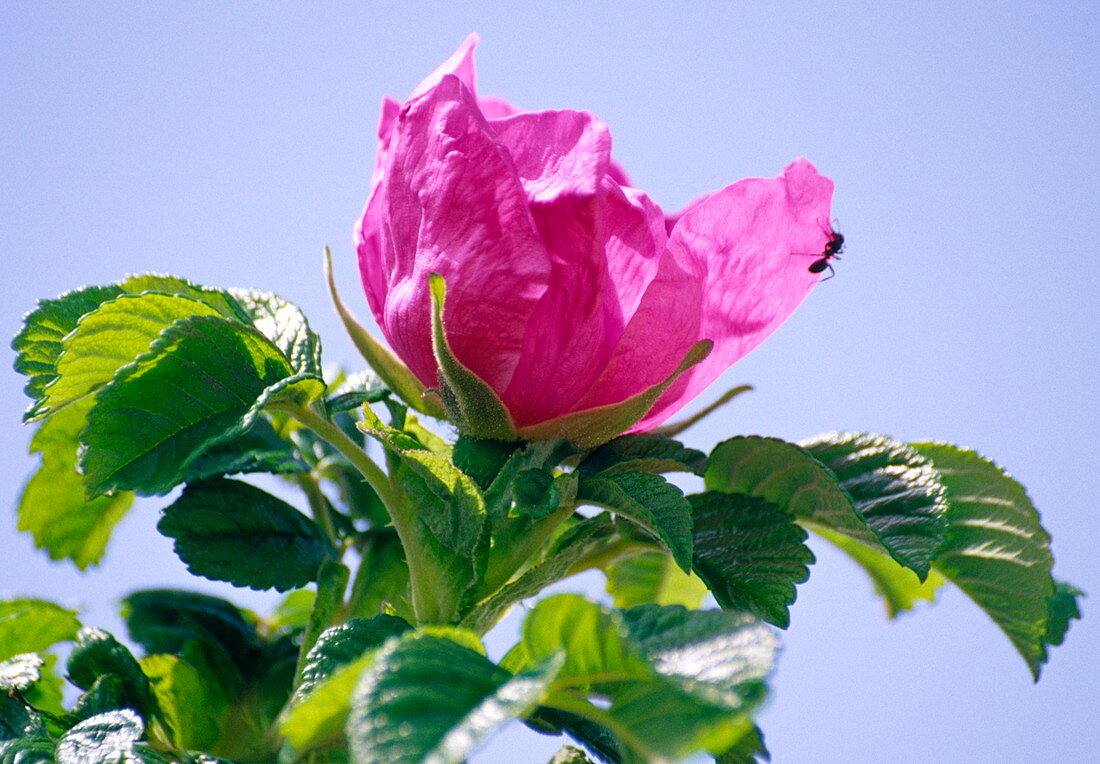 Rosa rugosa flower