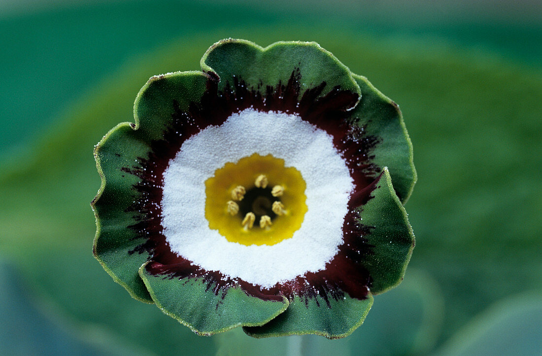 Show auricula 'Tosca' flower