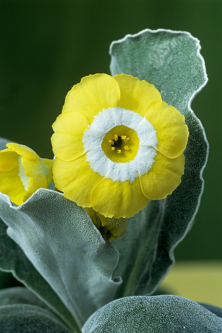Show auricula 'Moneymoon' flower
