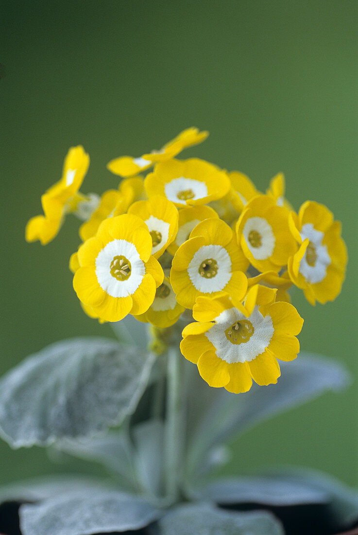 Show auricula 'Golden Fleece' flowers
