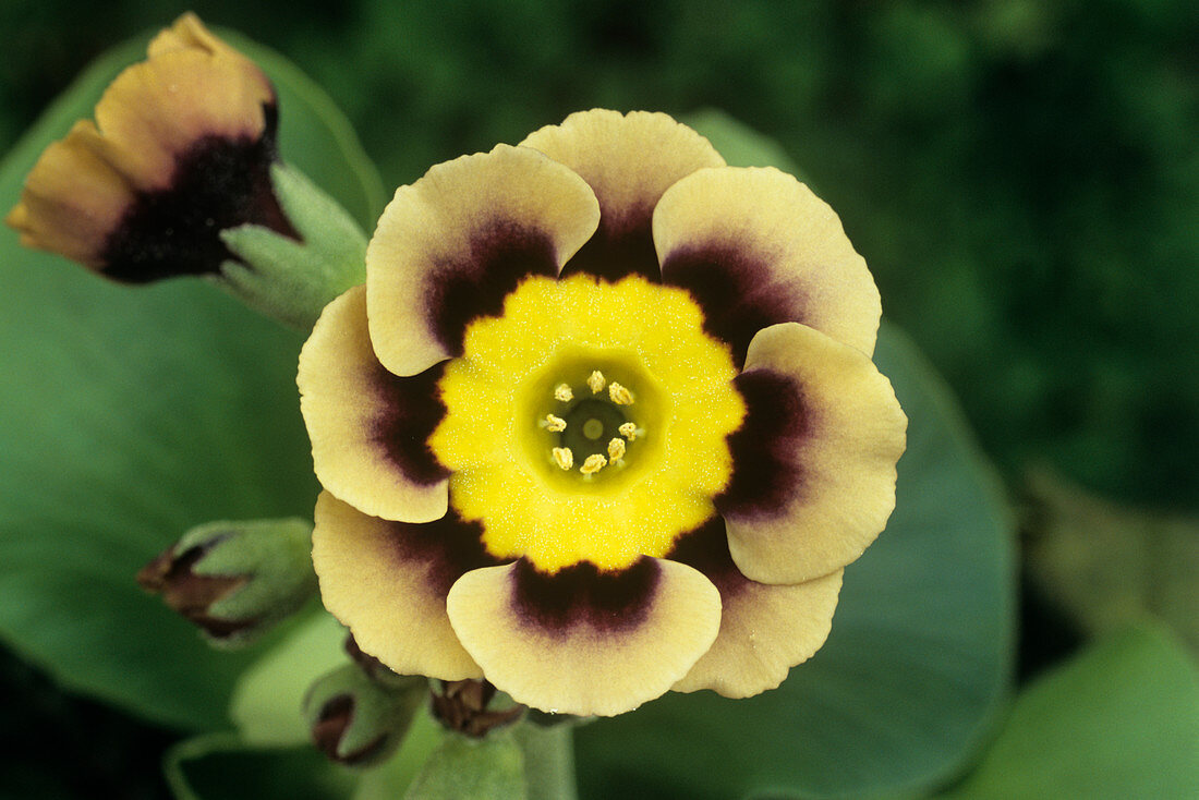 Alpine auricula 'Sirius' flower