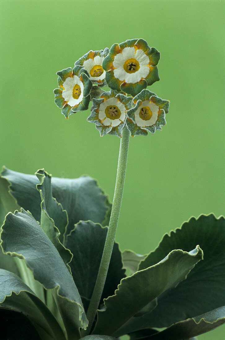 Show auricula 'Greenpeace' flowers