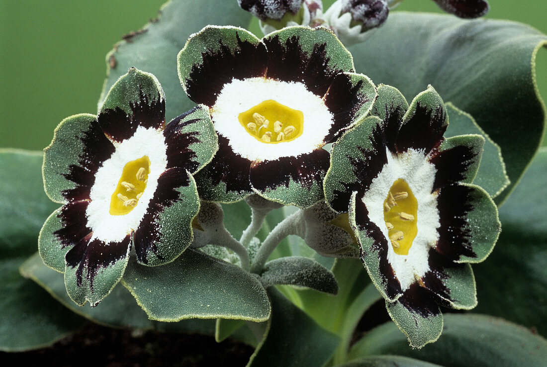 Show auricula 'Marmion' flowers