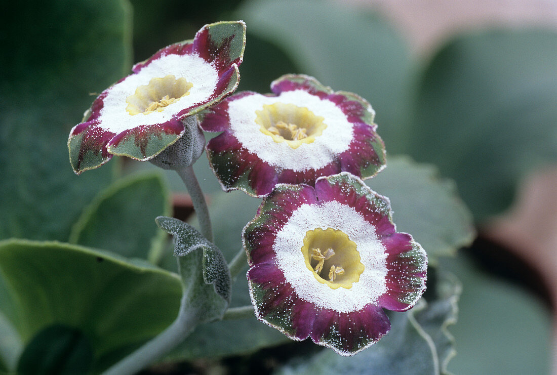Show auricula 'Astolat' flowers