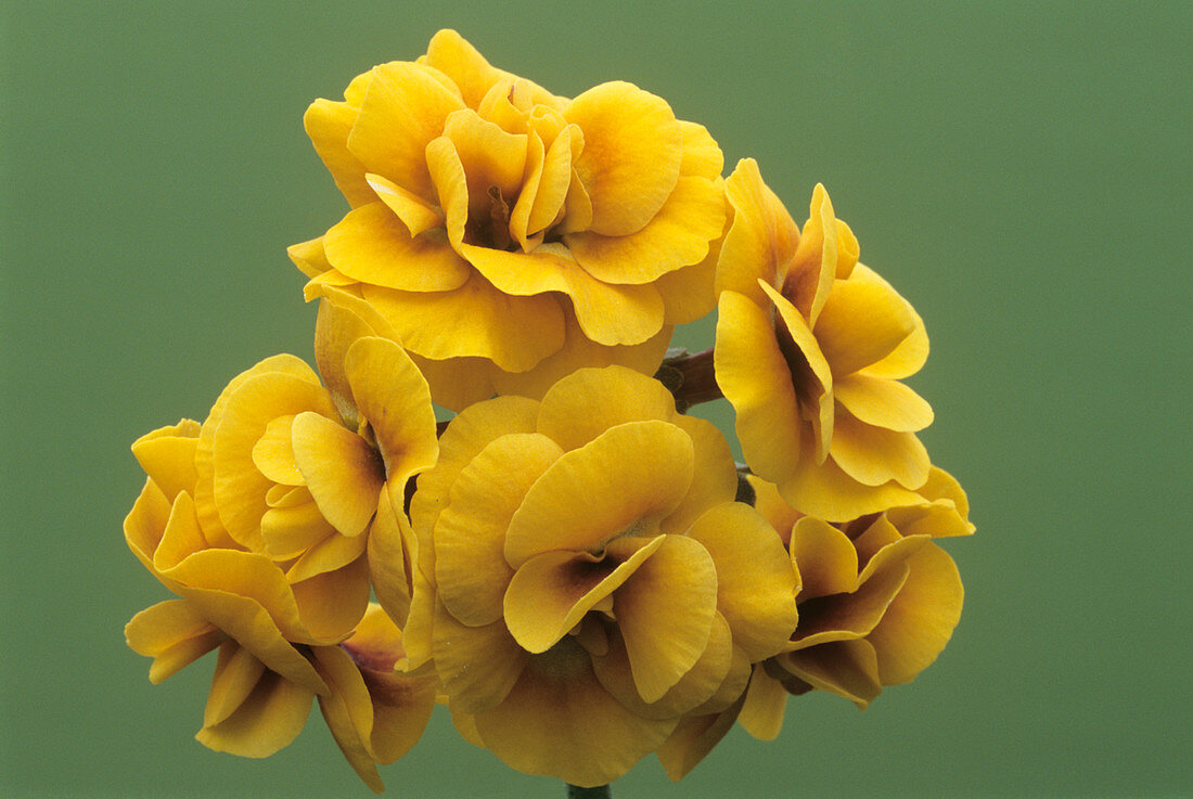 Double auricula 'Golden Hind' flowers