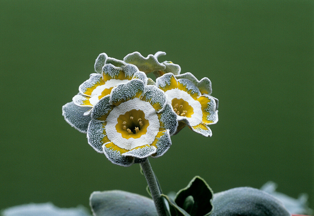 Show auricula 'Monk' flower