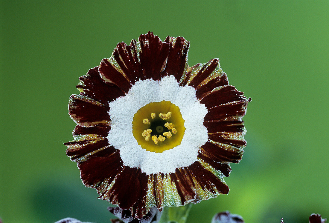 Show auricula 'Mazeta Stripe' flower