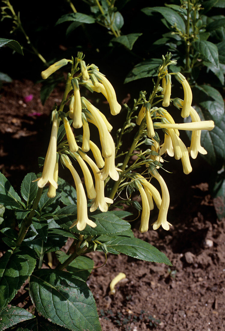 Phygelius 'Yellow Trumpet' flowers