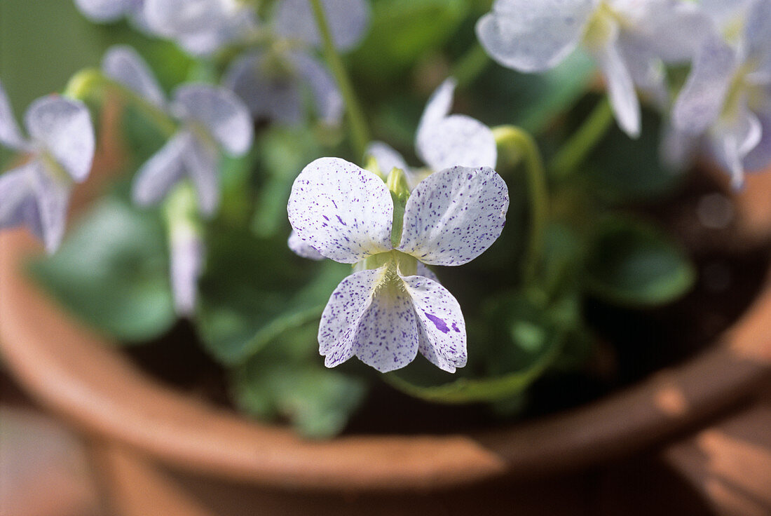 Sister violet (Viola sororia 'Freckles')