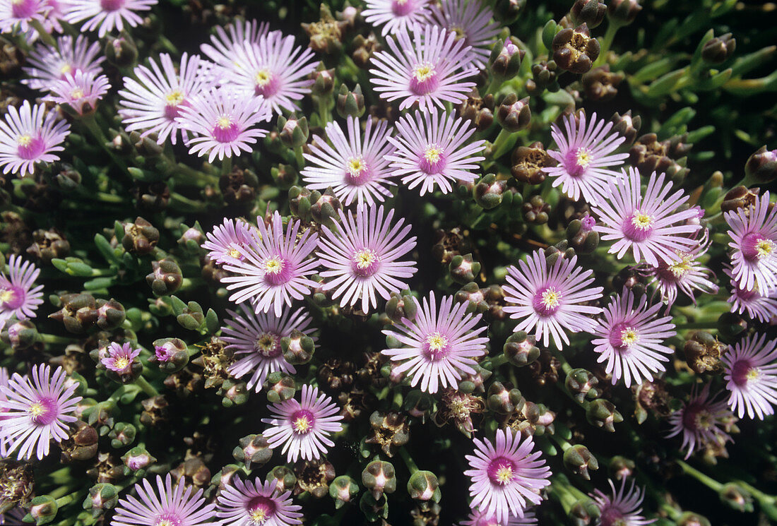 Delosperma kofleri flowers