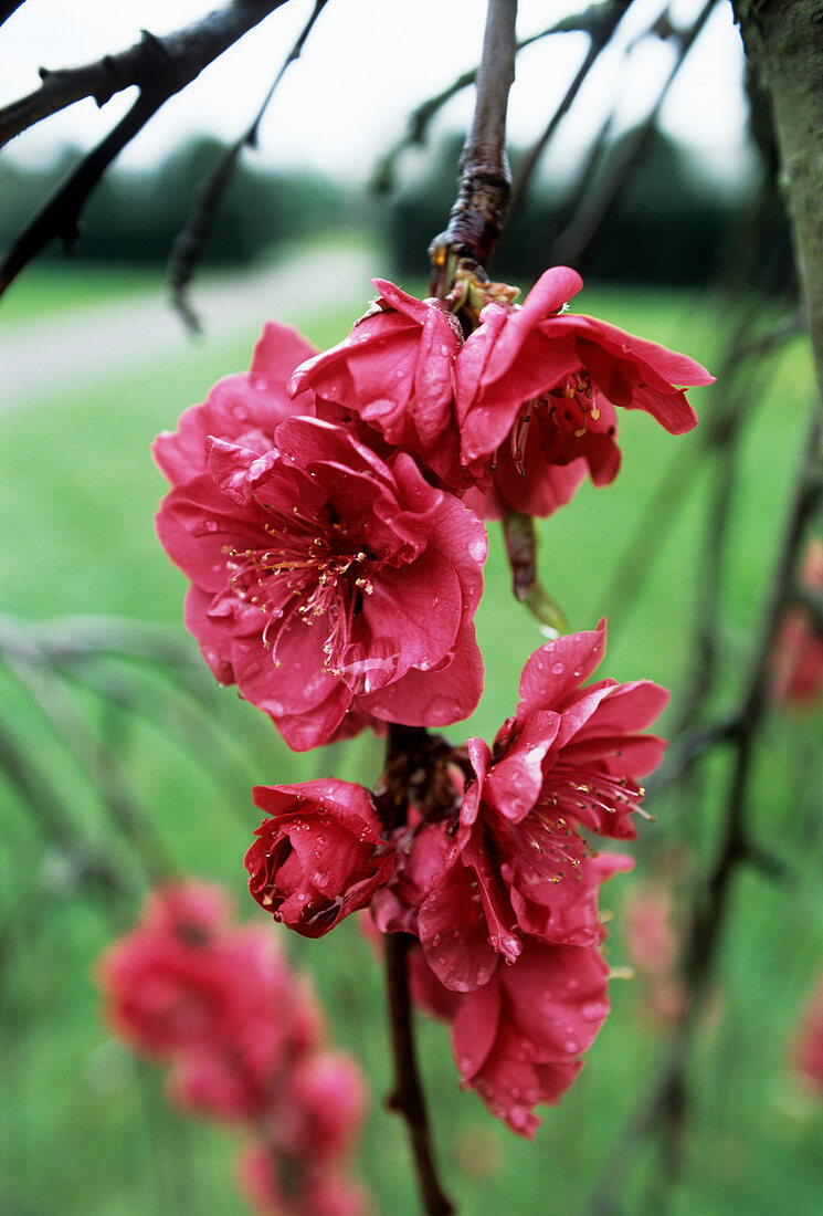 Peach 'Sagami Shidare' blossom