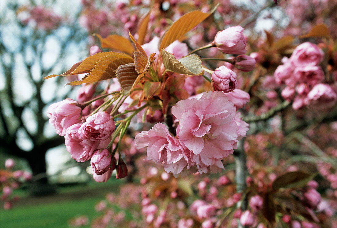 Cherry 'Kanzan' blossom