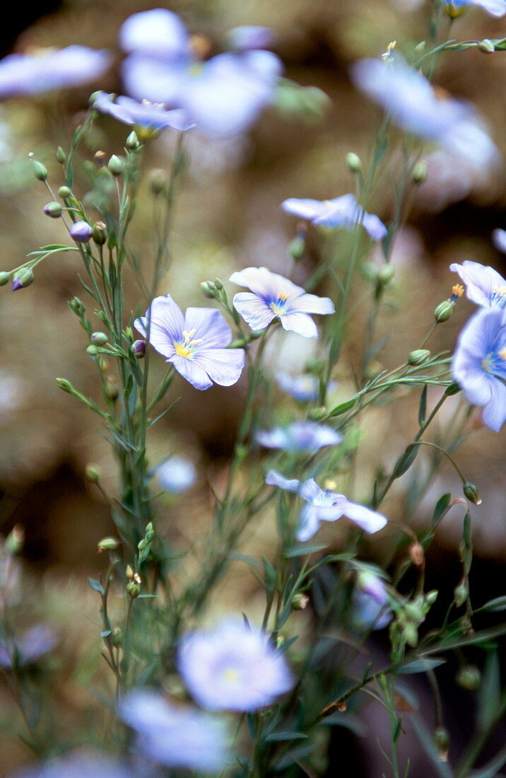 Perennial flax flowers