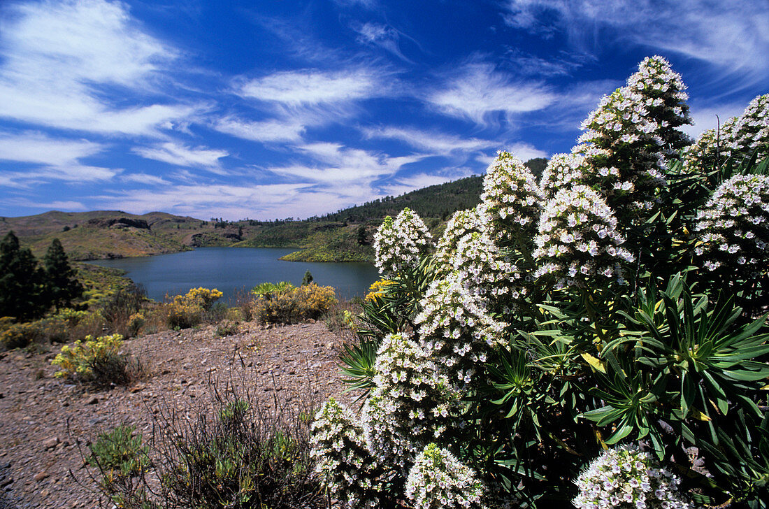 Canary Island bugloss flowers