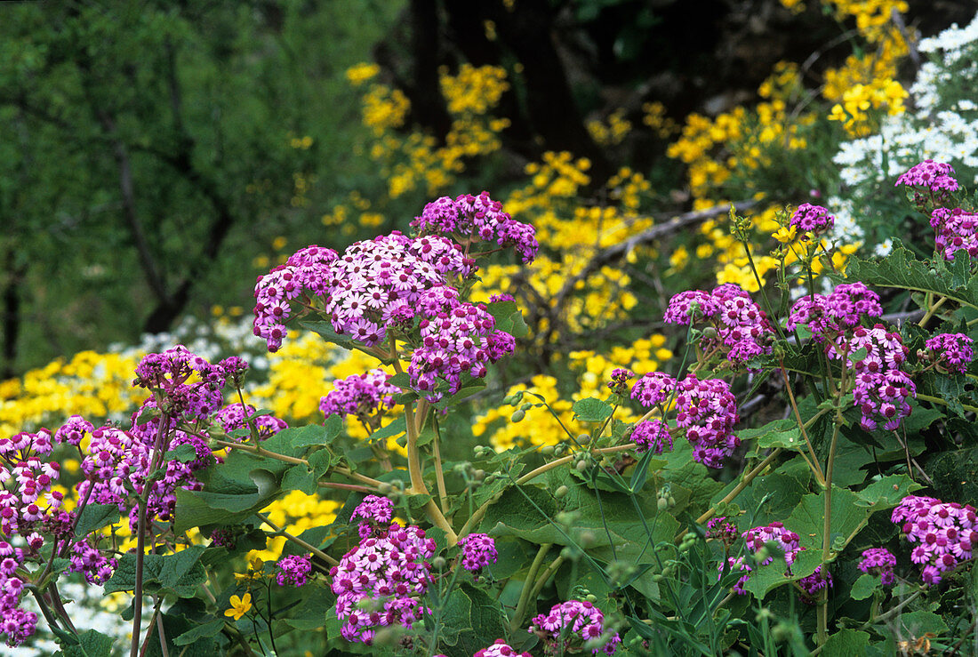 Webb's cineraria flowers