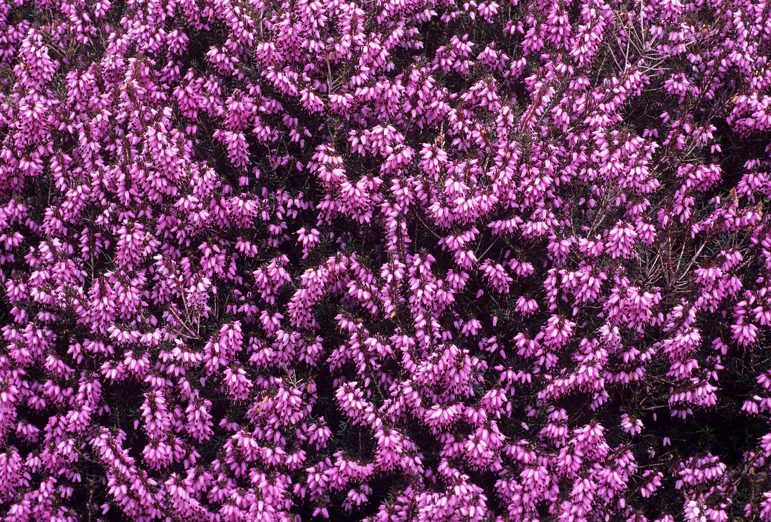 Heather 'Archie Graham' flowers