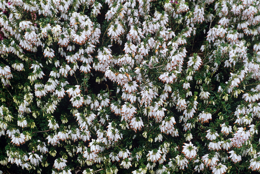 Heather 'White Hall' flowers