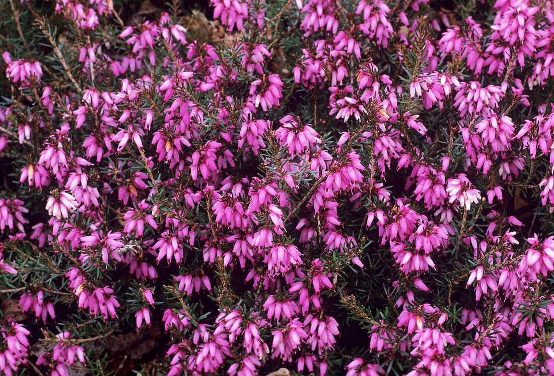 Heather 'Late Pink' flowers