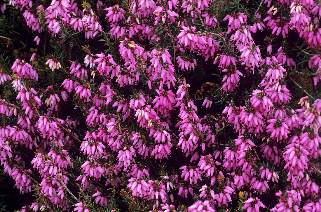 Heather 'Pink Spangles' flowers