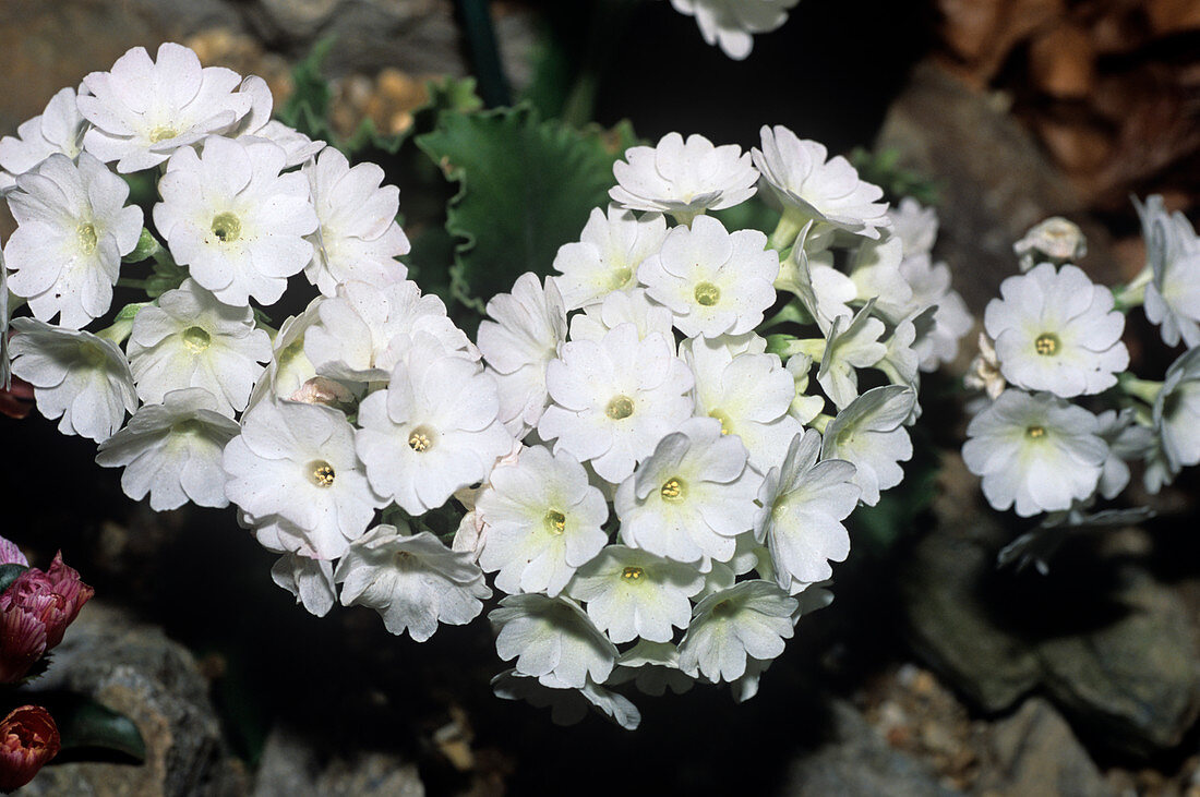 Primrose 'White Lido Pope' flowers