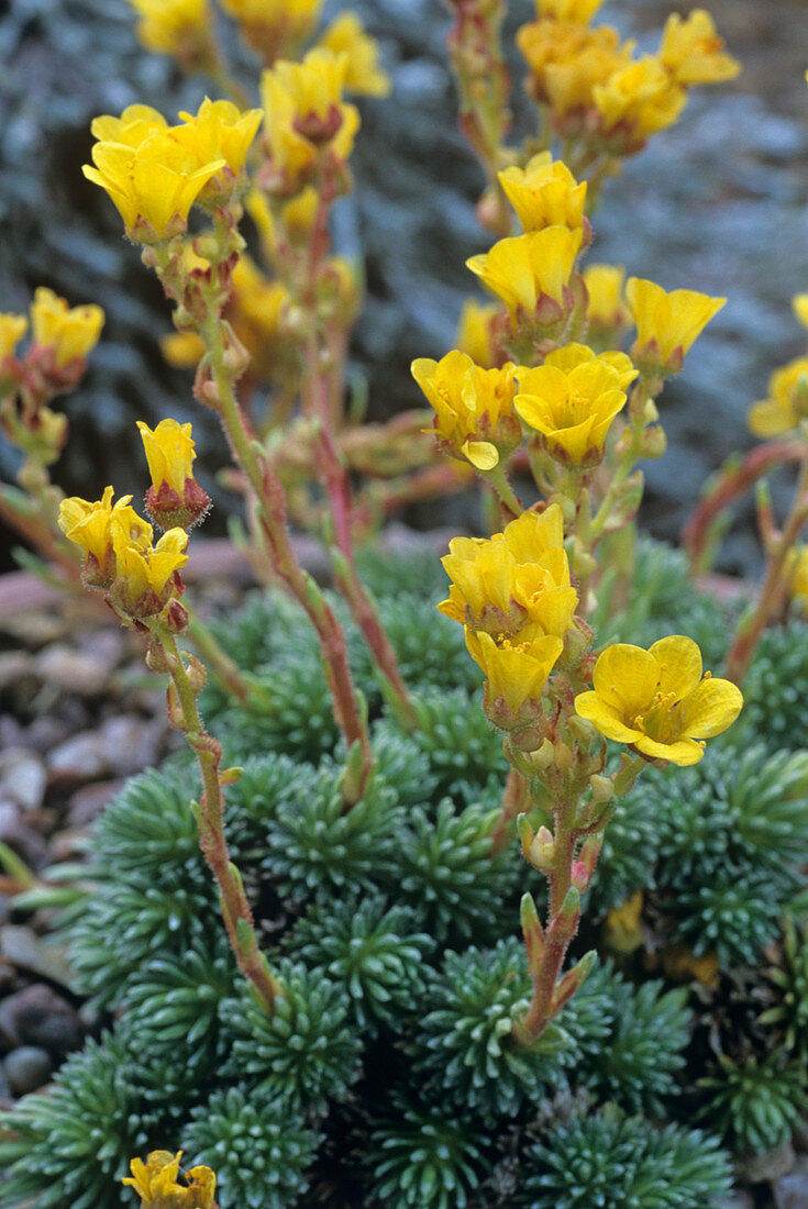 Saxifrage flowers