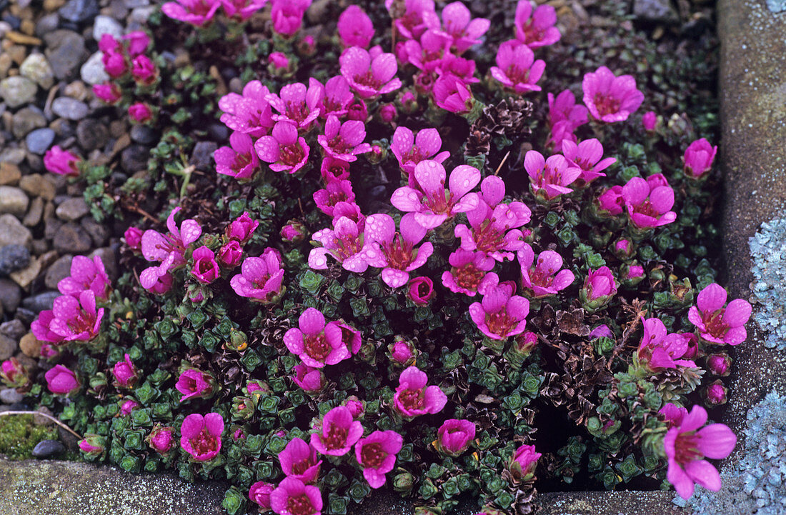 Saxifrage 'Ruth Draper' flowers