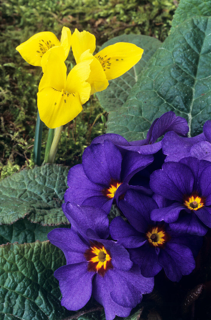 Iris danfordiae and Primula 'Wanda'