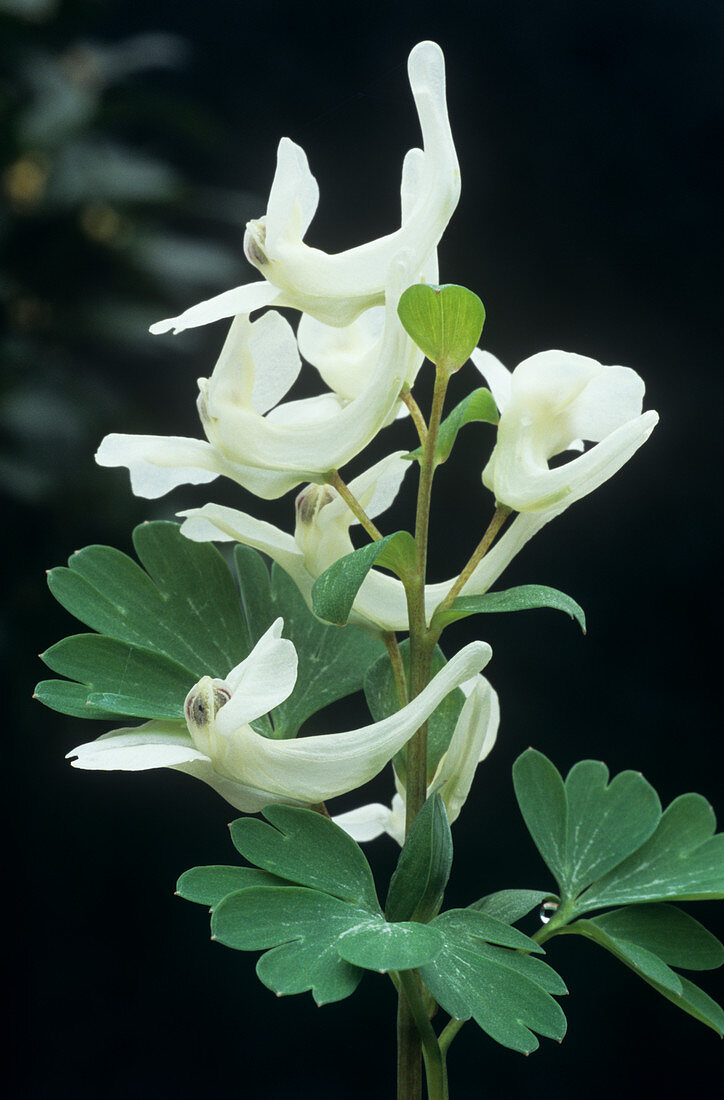 Fumewort flowers (Corydalis caucasica)