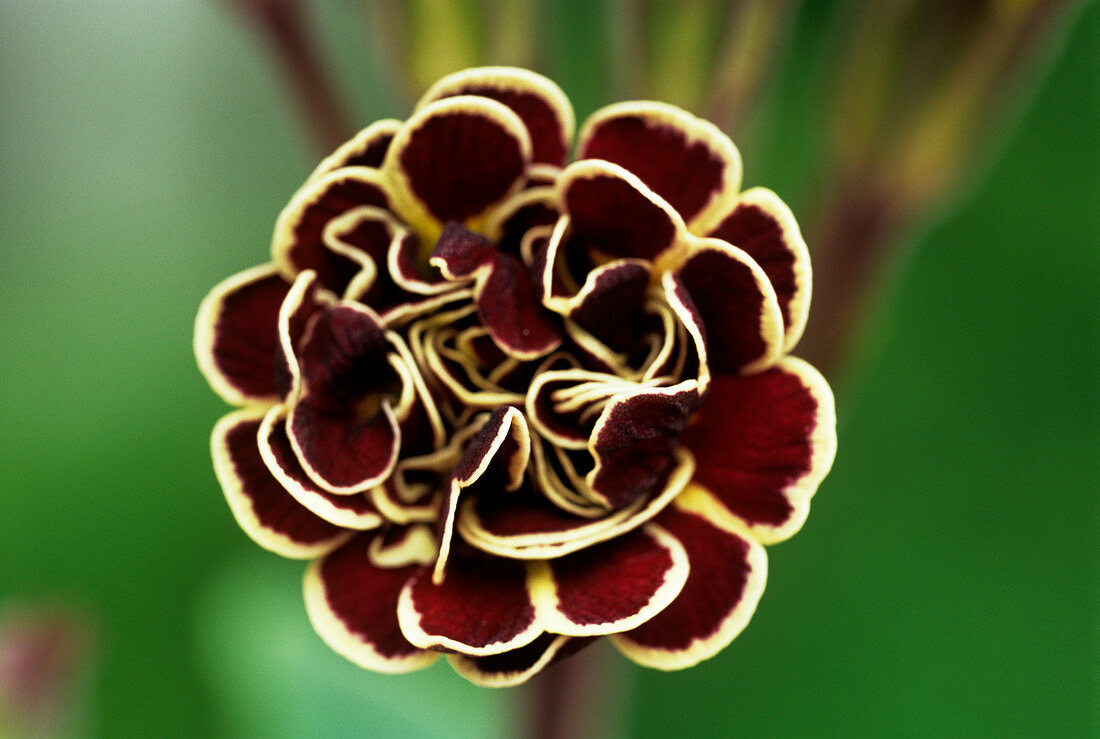 Polyanthus 'Elizabeth Killelay' flower