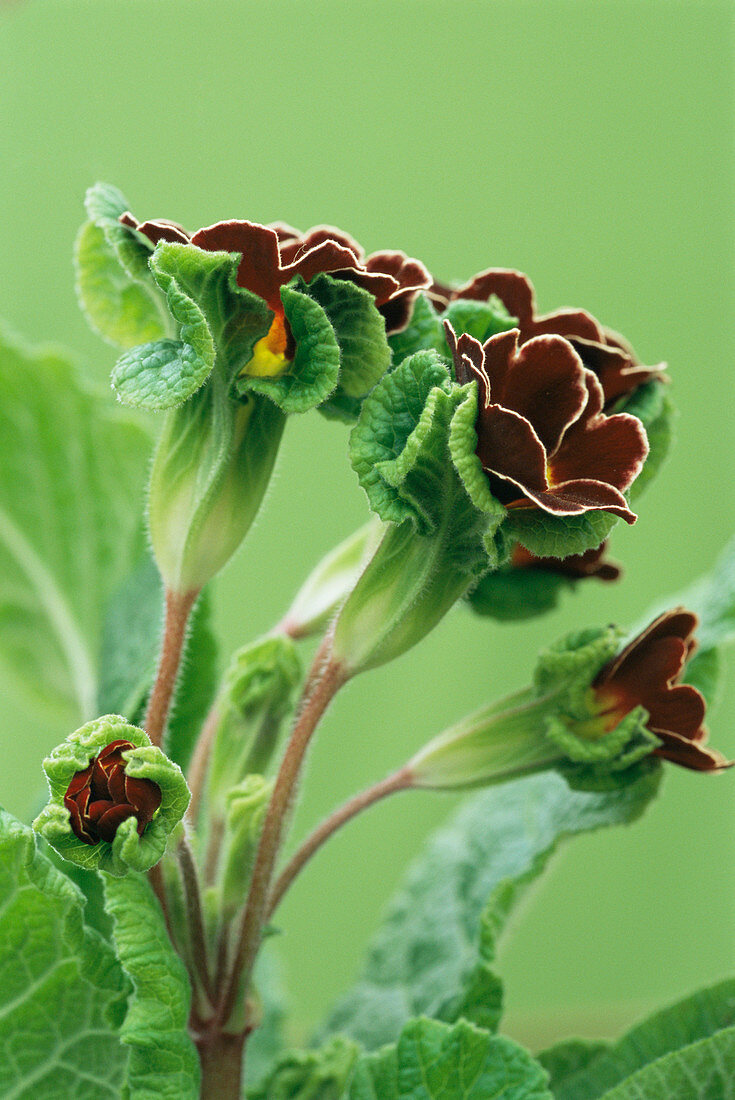 Gold laced polyanthus 'Jack in the Green'