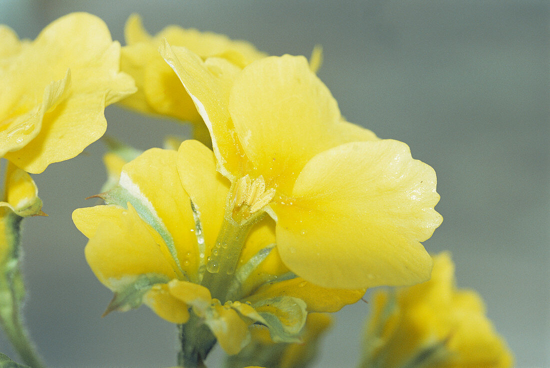 Primula polyanthus 'Hose in Hose'