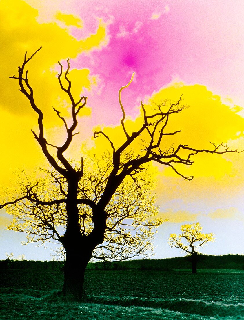 False colour photo of oak tree