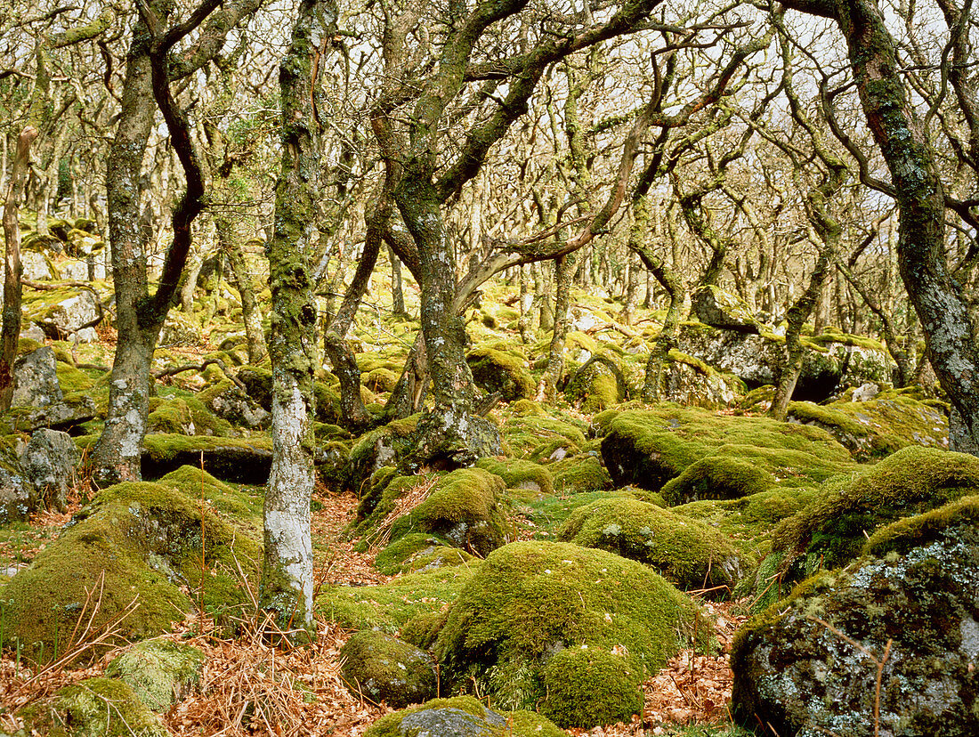 Knarled oak trees,Puzzle wood,Dartmoor