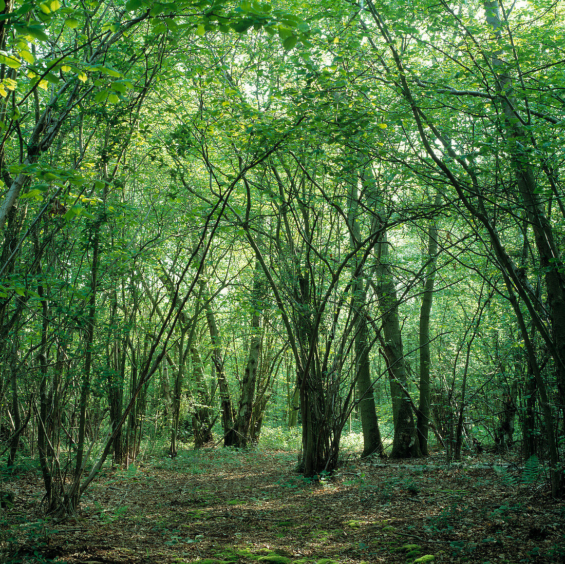 Coppice woodland with hazel trees